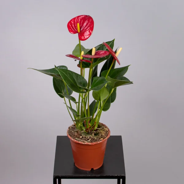 Антуриум андрианум Эсудо_4