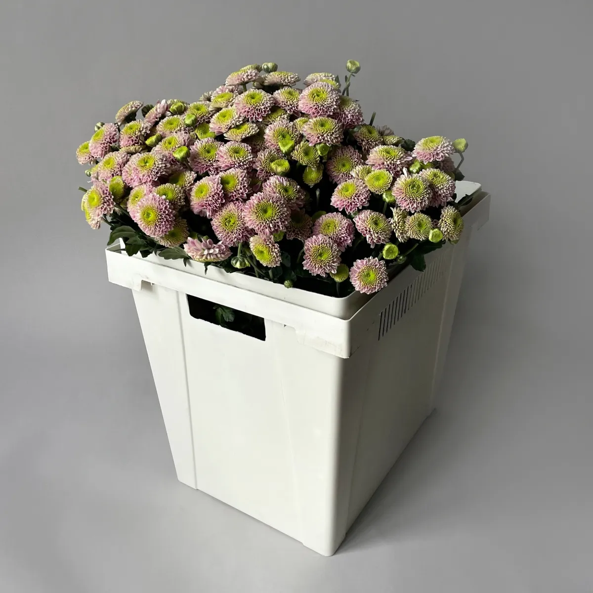 Хризантема сантини "Дженни"_1