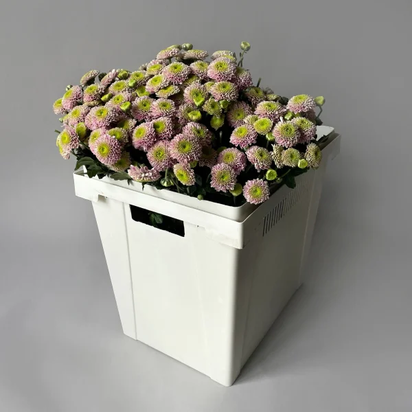 Хризантема сантини "Дженни"_1