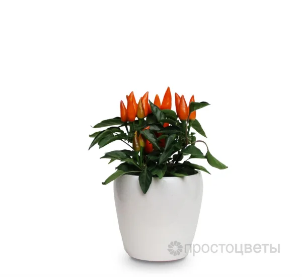 Капсикум Красный