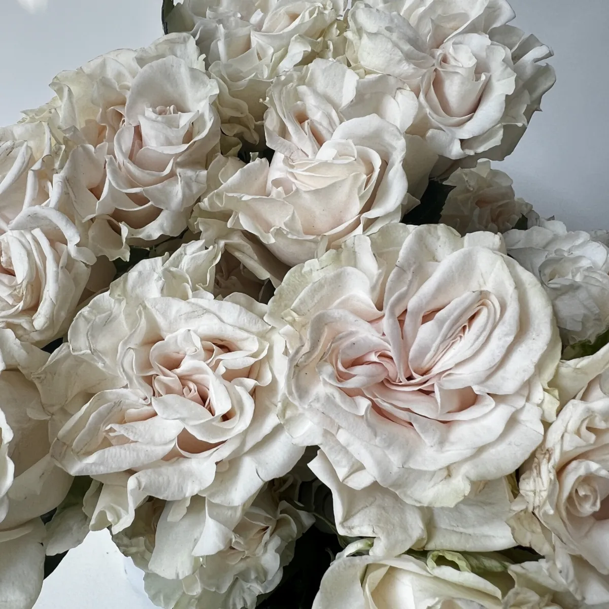 Роза "Коттон Экспрешн"3