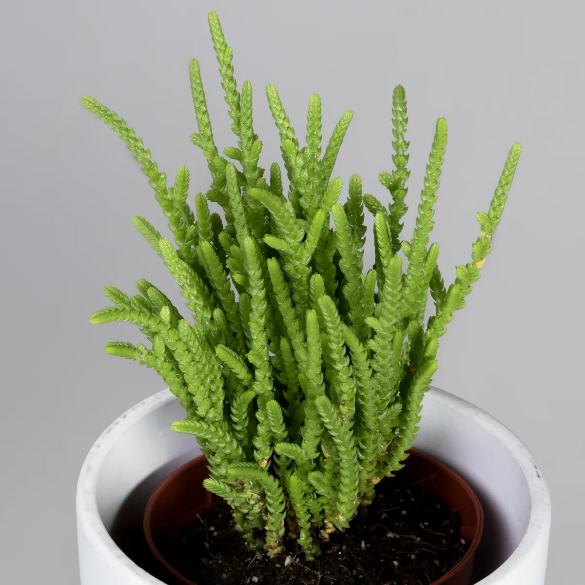 Крассула Лисопойдес_3