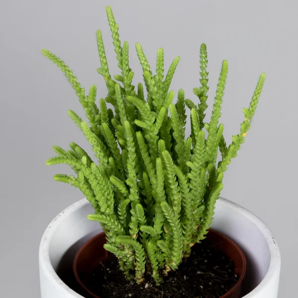 Крассула Лисопойдес_3