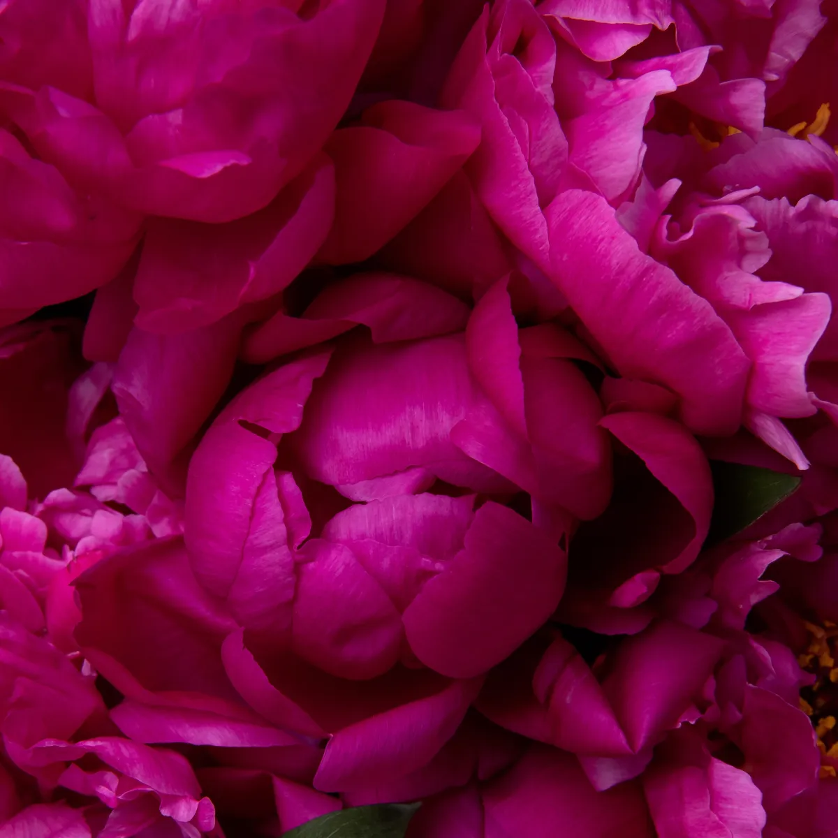 Букет Пион "Ред Бернард"