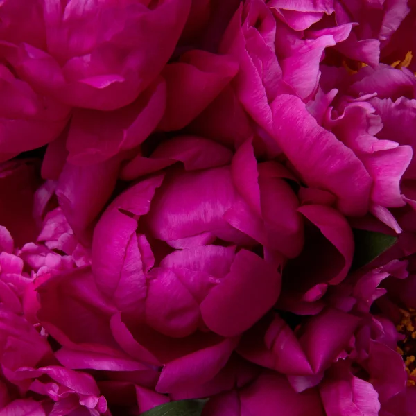 Букет Пион "Ред Бернард"