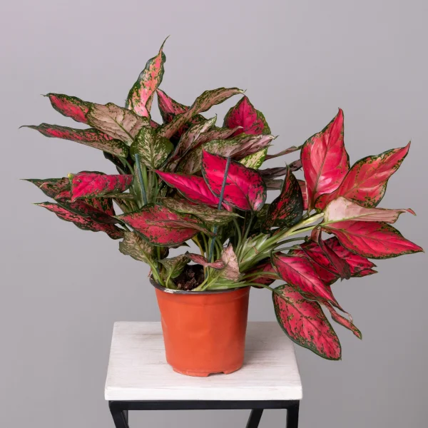 Аглаонема Фулл Ред К_4