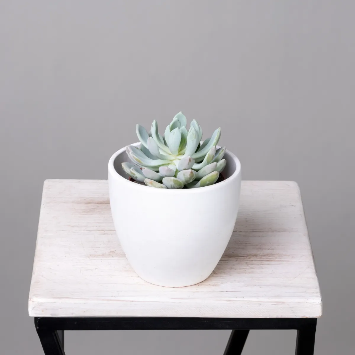 Эхеверия Элеганс_1