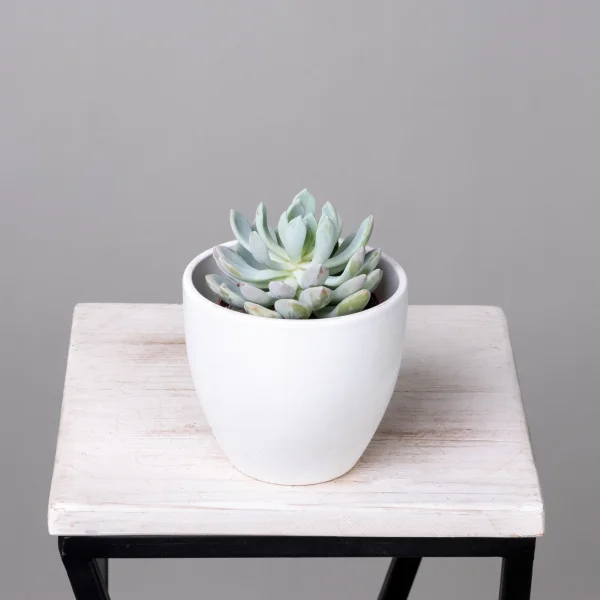 Эхеверия Элеганс_1