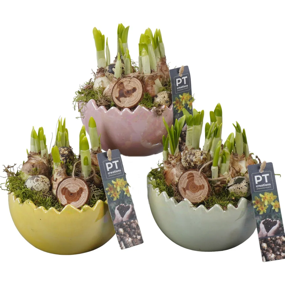 Нарцисс композиция в Большом Яйце PTNP4493