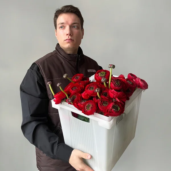 Ранункулус "Клуни Красный"