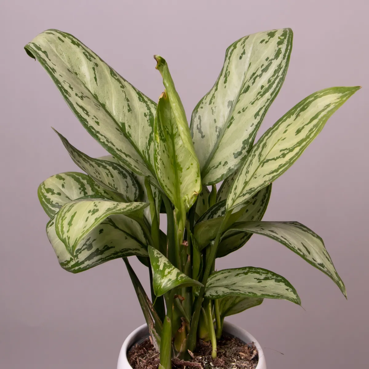 Аглаонема Мария