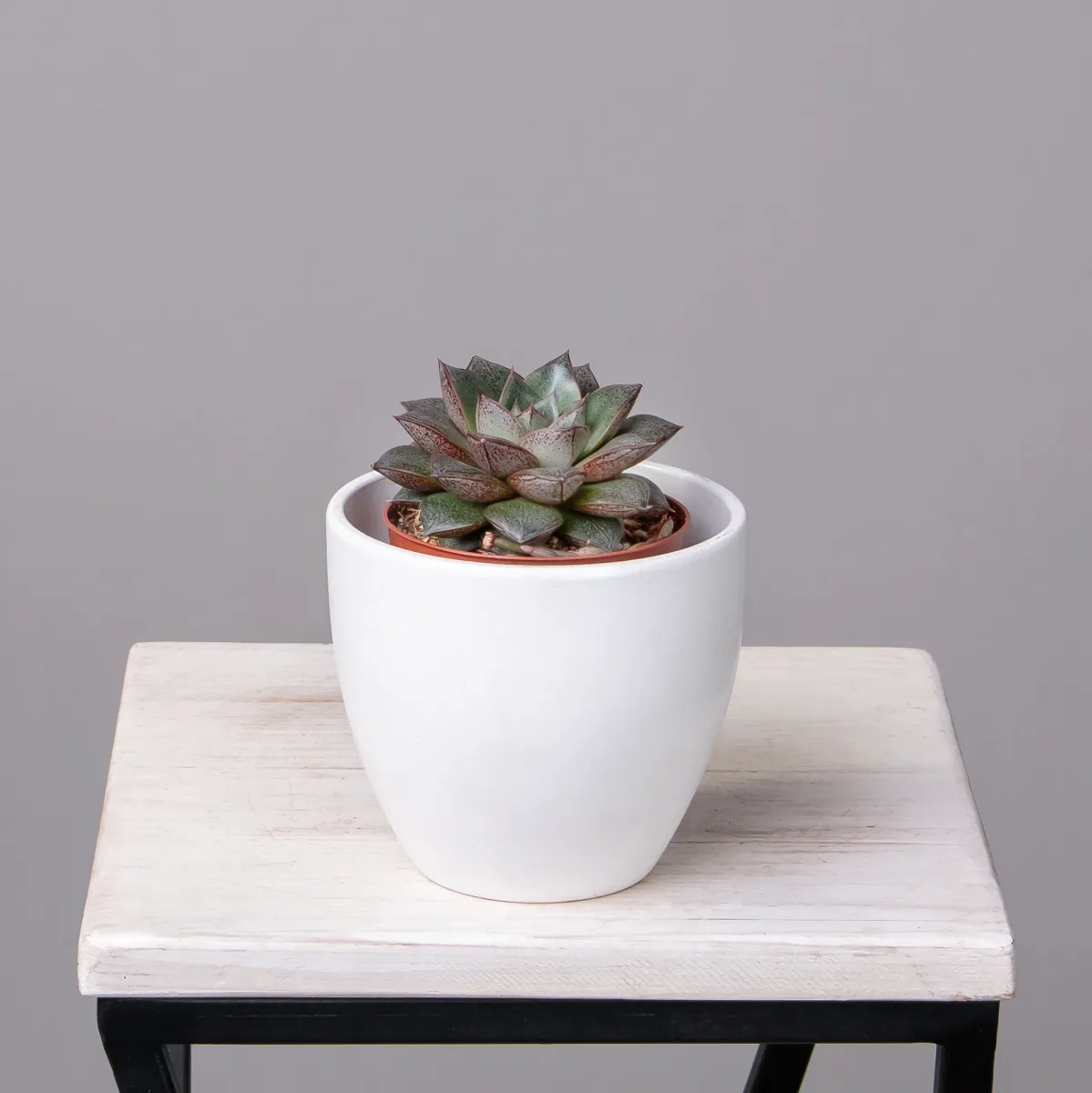 Эхеверия Мексико_1