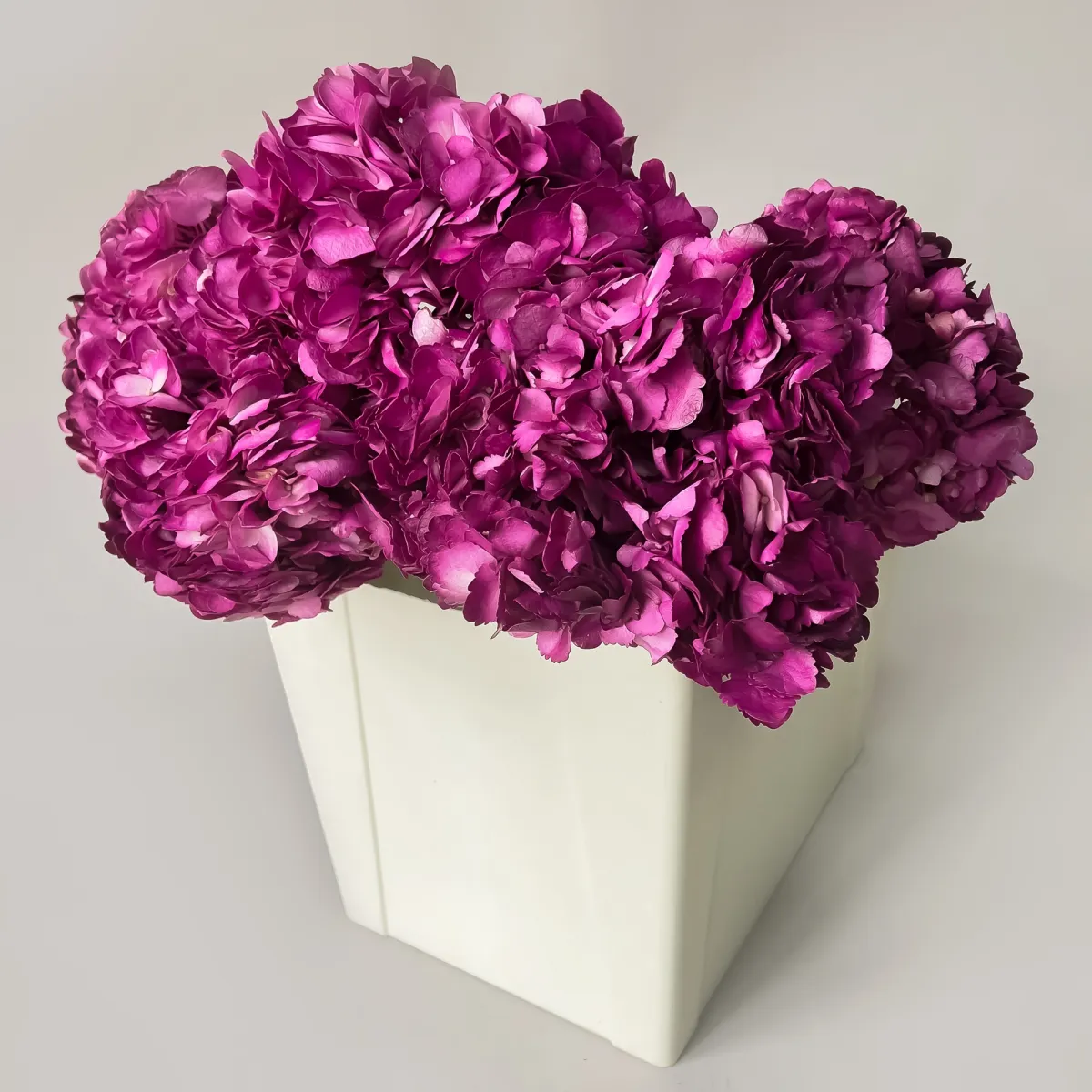 Гидрангия "Премиум Перпл"