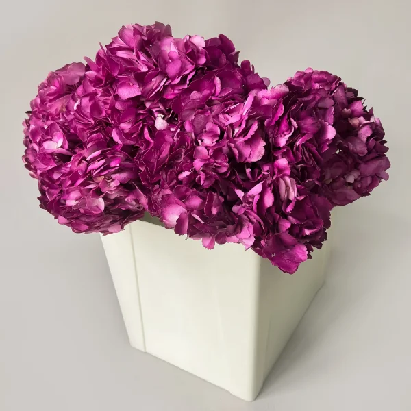 Гидрангия "Премиум Перпл"