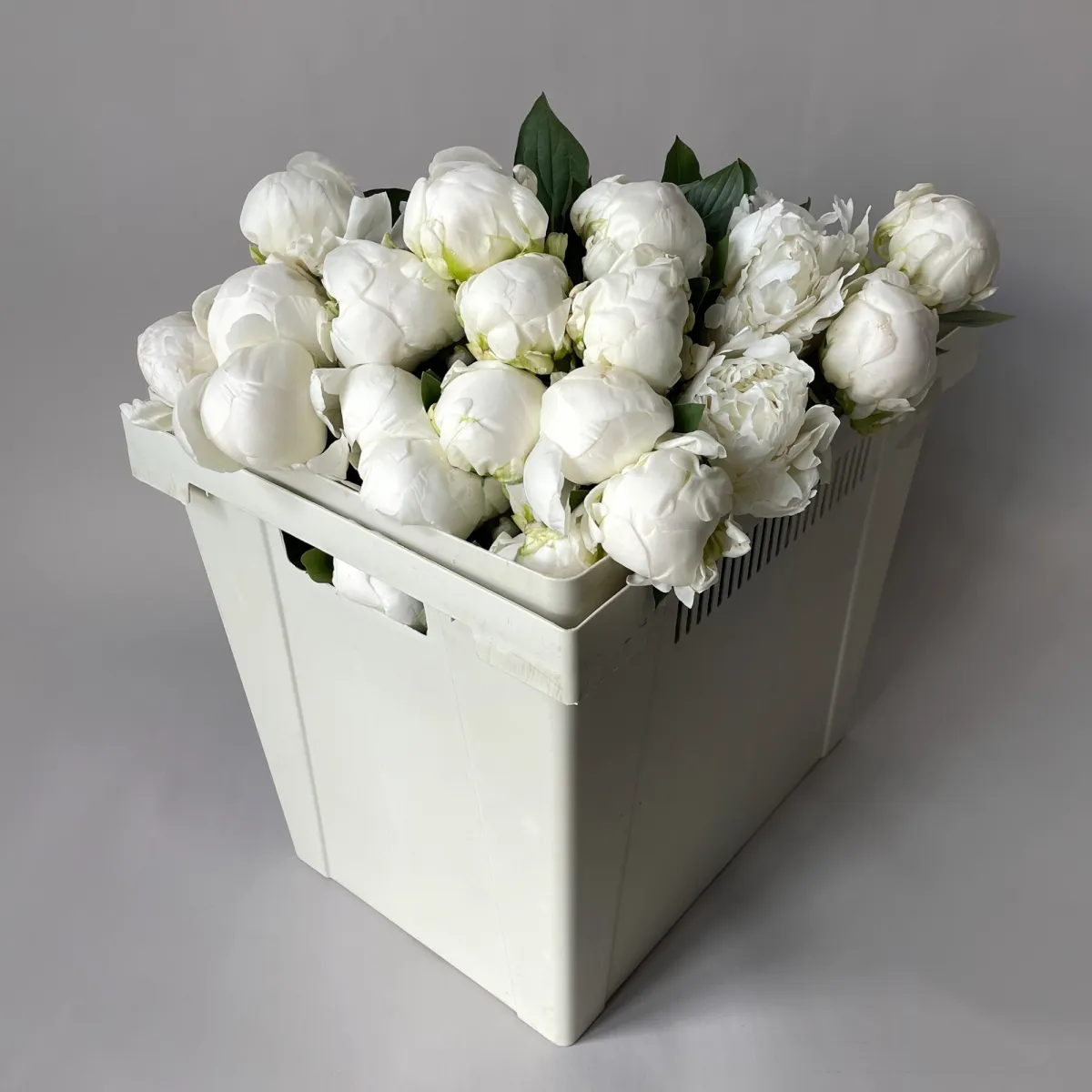 Пион "Клейд Тайн"_1