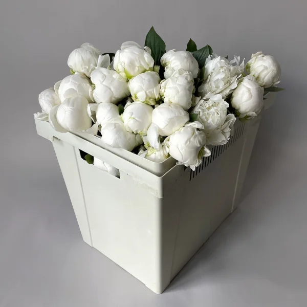 Пион "Клейд Тайн"_1