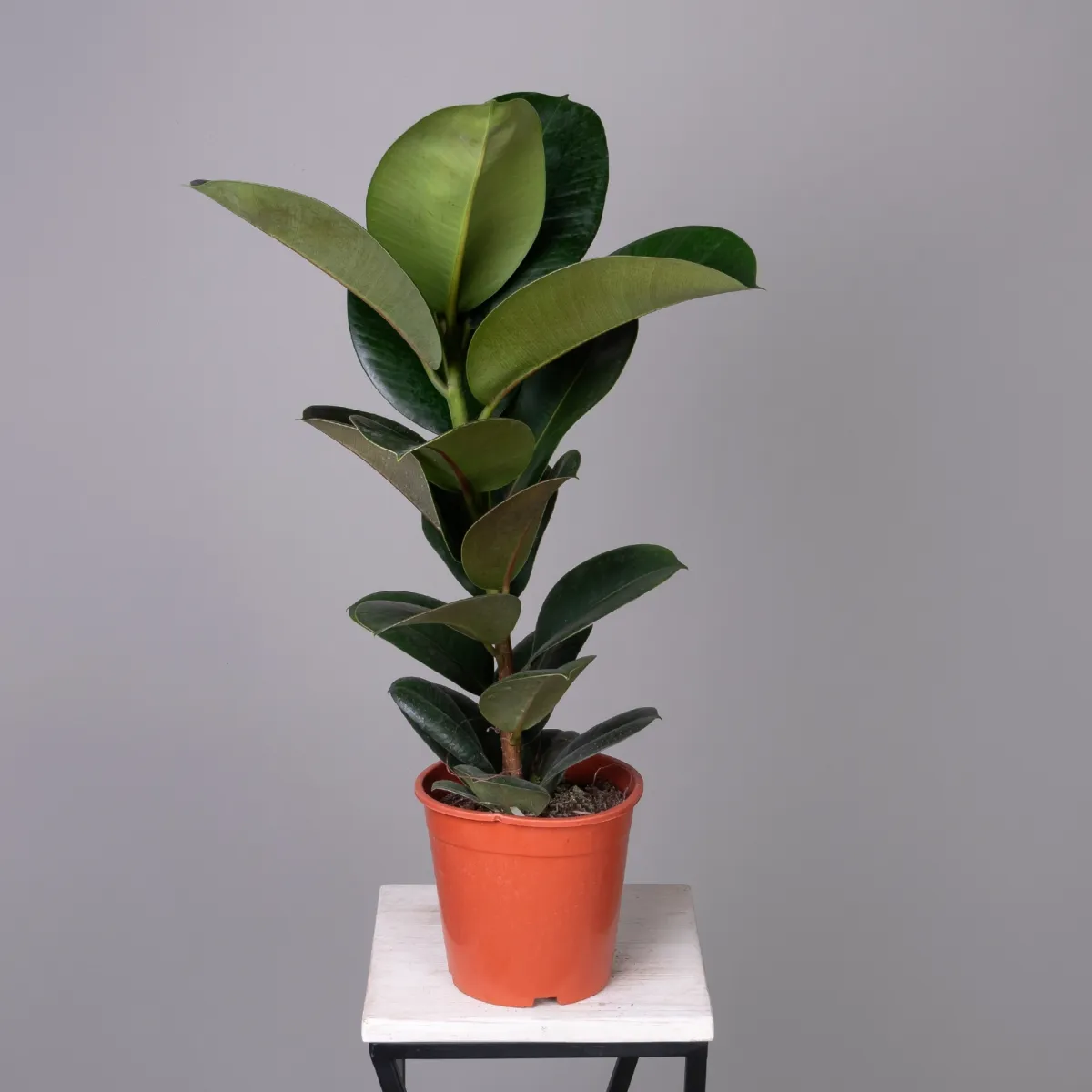 Фикус эластика София К_4