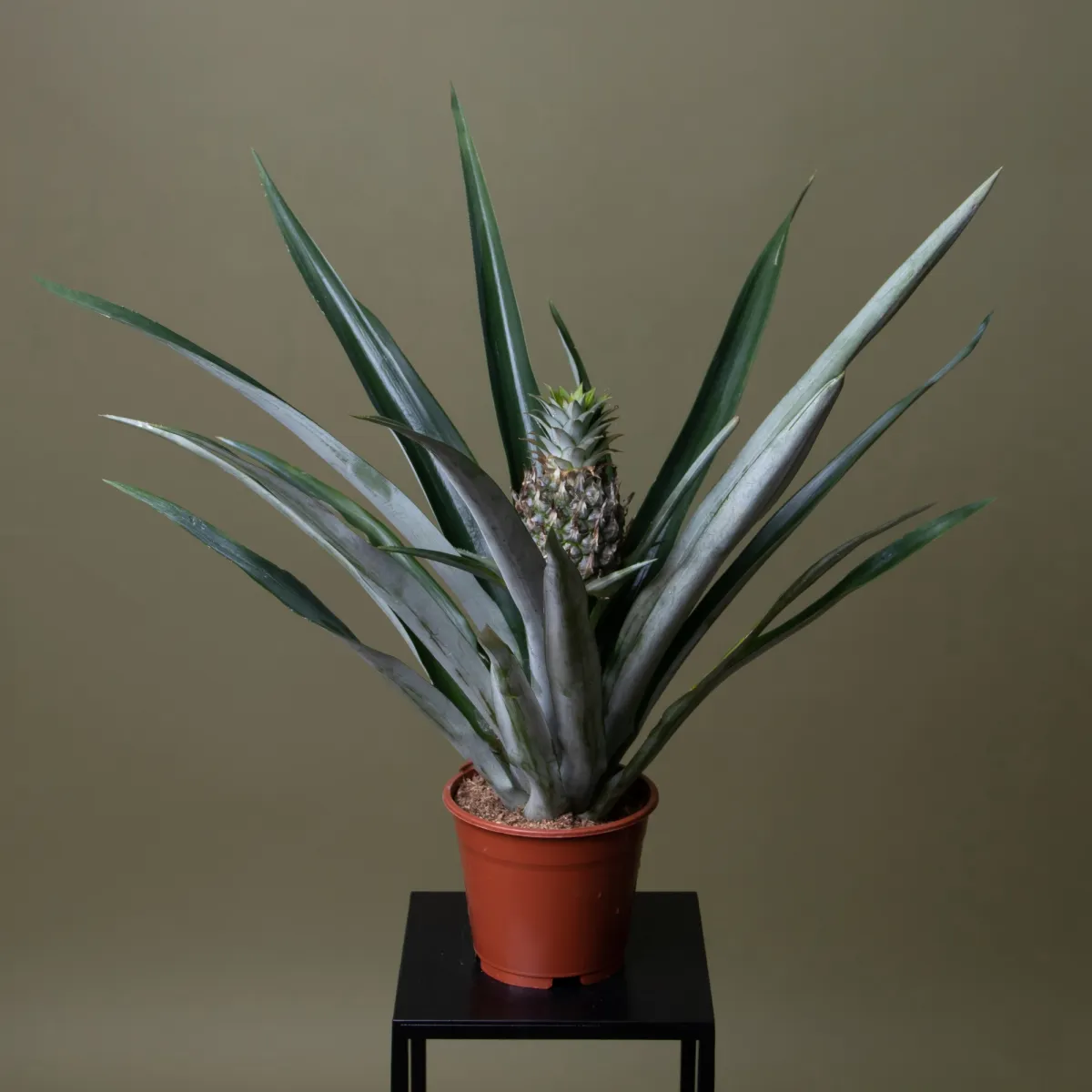 Ананас Чампака