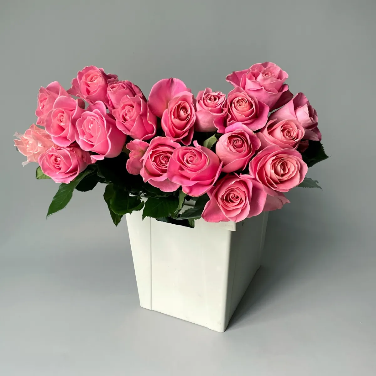 Роза "Эрмоза"_1