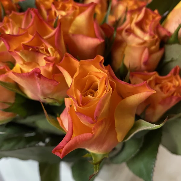 Роза "Мари Клэр"