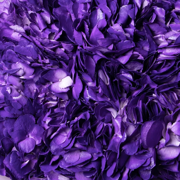 Букет Гидрангия "Грэйп Перпл"