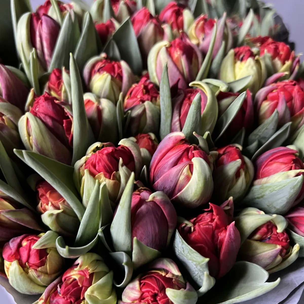 Тюльпан "Ду Ред Принцесс"