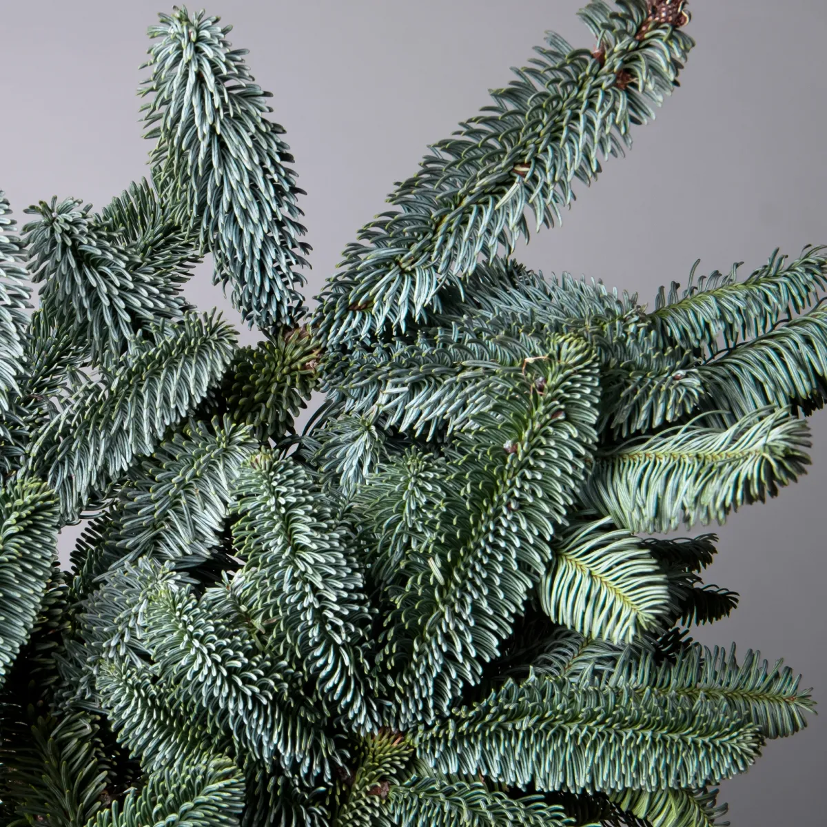 Букет Нобилис "Зеленый"_4