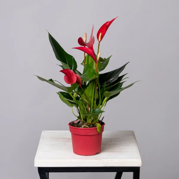 Антуриум андрианум Лилли красный_4