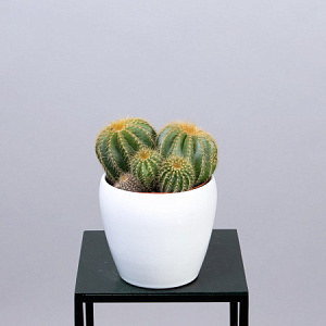 Эриокактус Вараси