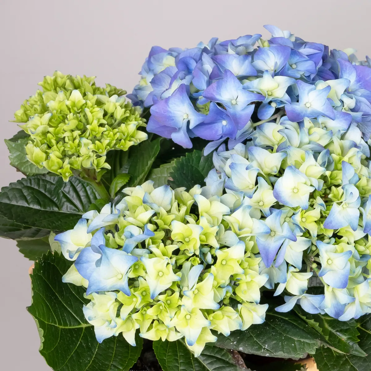 Гидрангия кустовая Синяя  в Натуральной Корзине_3