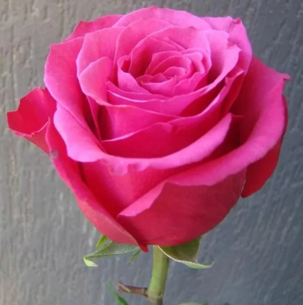 Роза "Топаз"