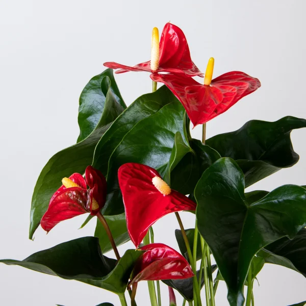 Антуриум Красный в керамике