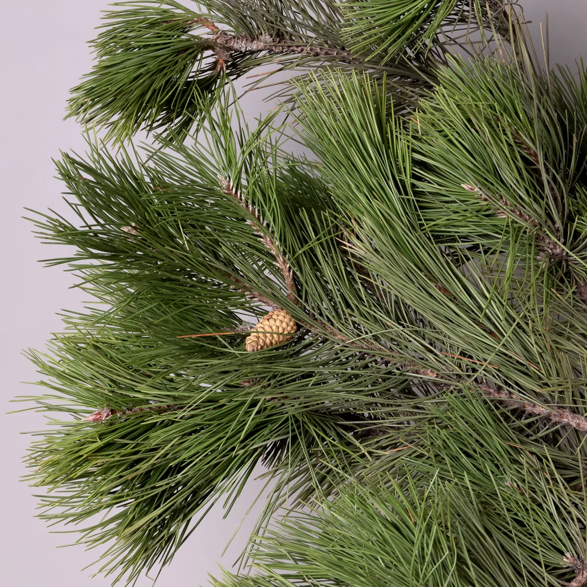 Букет Пинус "Зеленый"_3