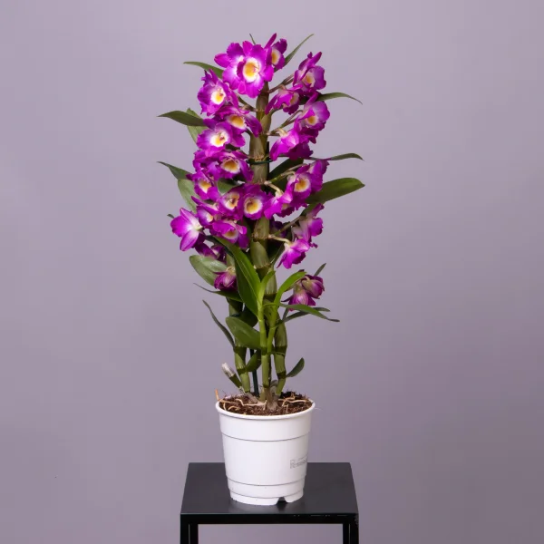 Дендробиум Нобиле Лиловый 1ст