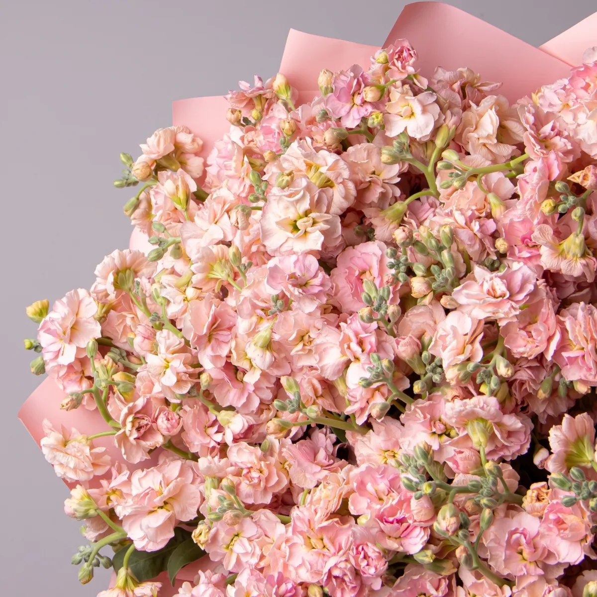 Букет Маттиола кустовая "Априкот"_3