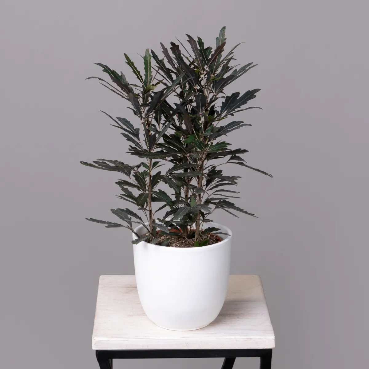 Дизиготека Кастор_1