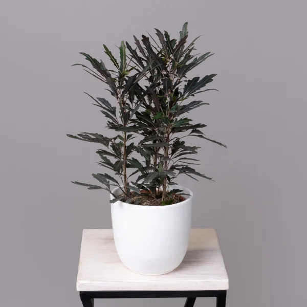 Дизиготека Кастор_1