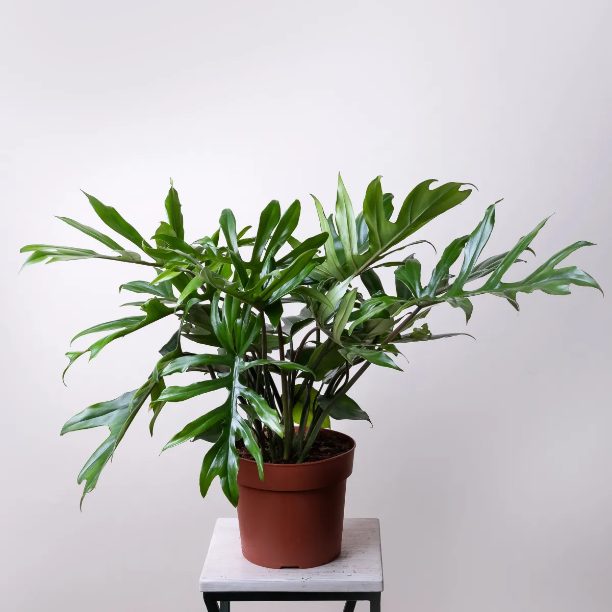 Филодендрон Майя4