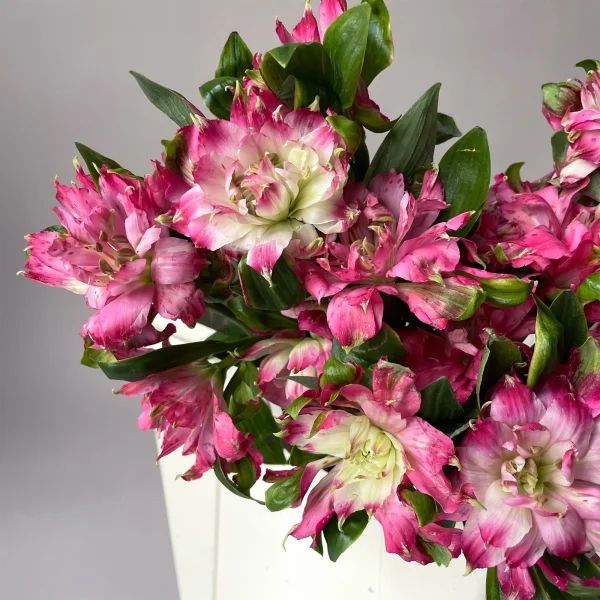 Альстромерия "Софиена"_3