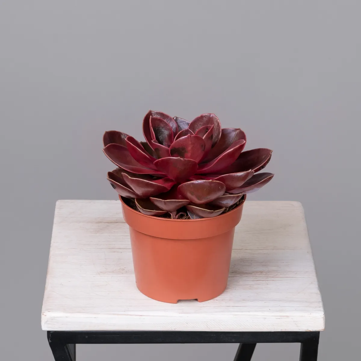 Эхеверия Меджик Ред_4