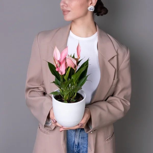 Антуриум Лилли Пинк К_2