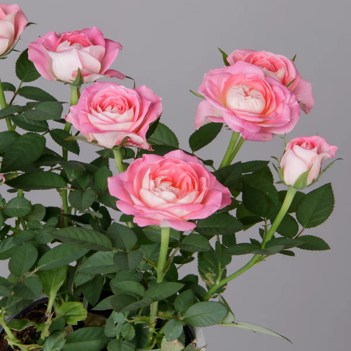 Роза Кордана Фейм_3