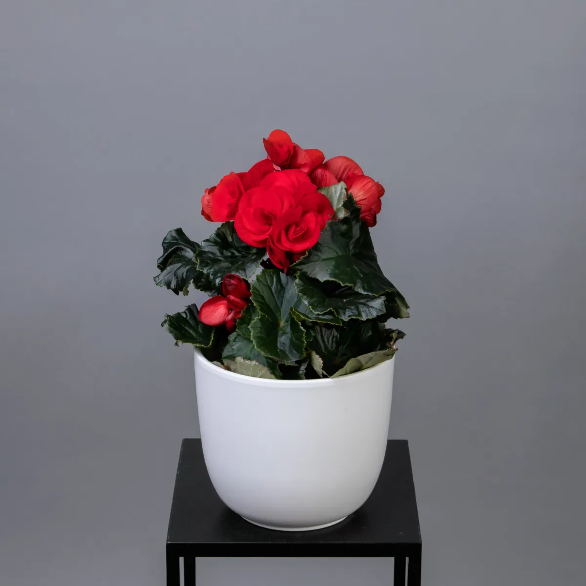 Бегония Элатиор Микс