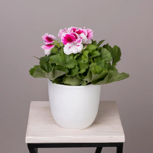 Пеларгония Гранди Браво Малиново-Белая_1