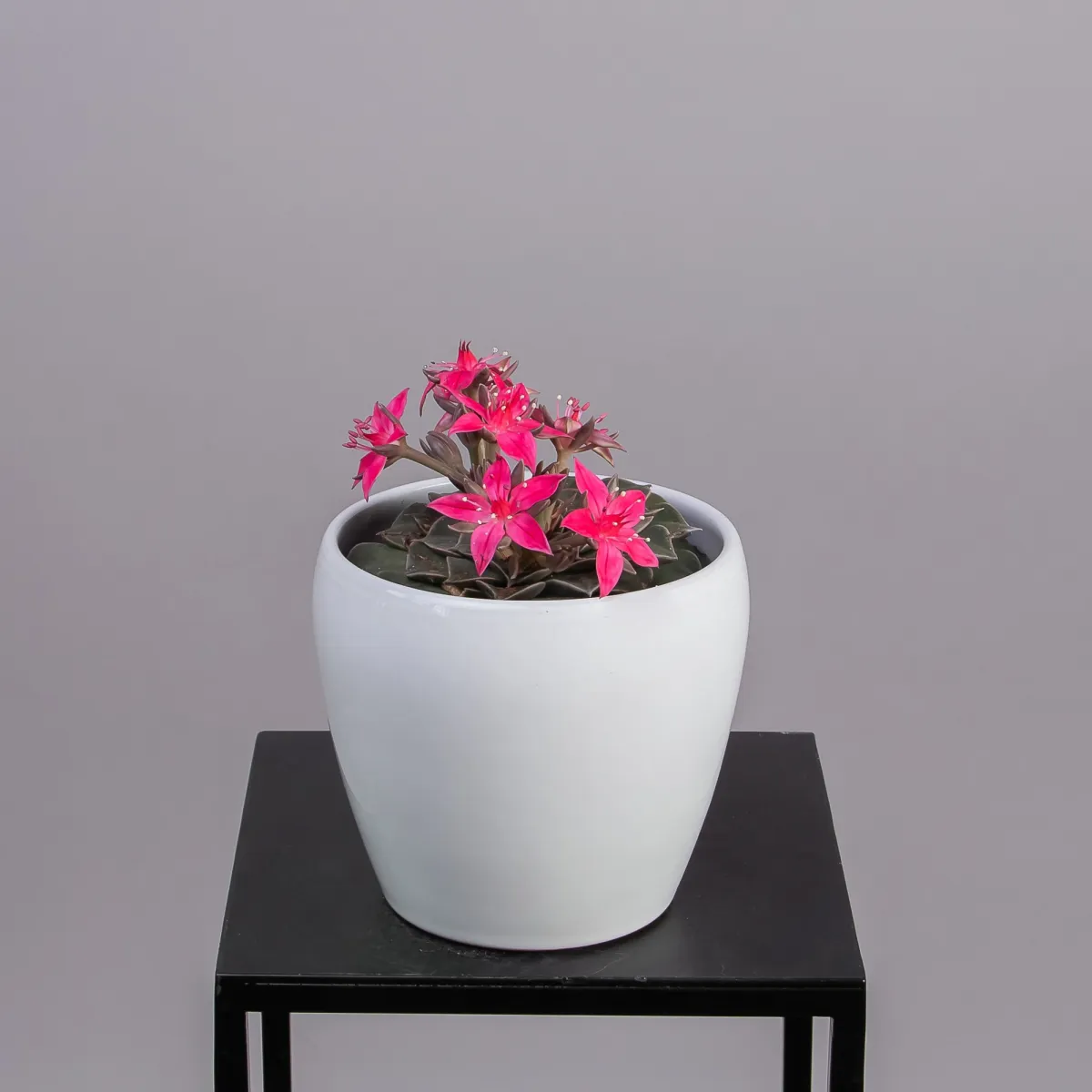 Граптопеталум Цветущий