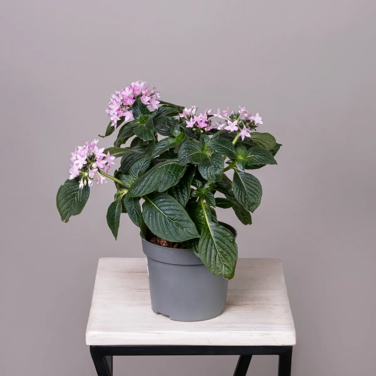 Пентас Лаванда_3