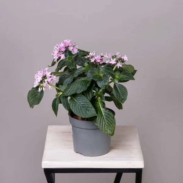 Пентас Лаванда_3