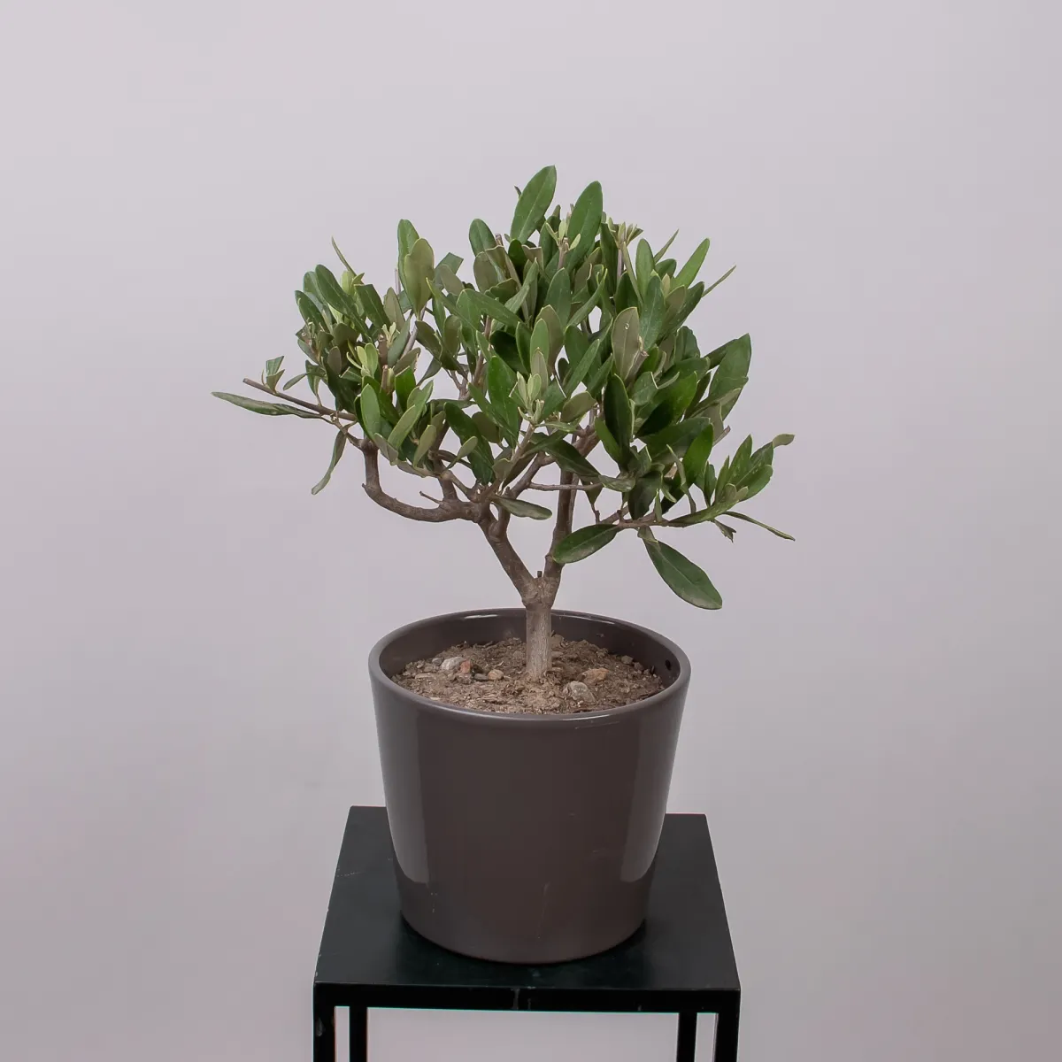 Оливковое Дерево керамике рома_5