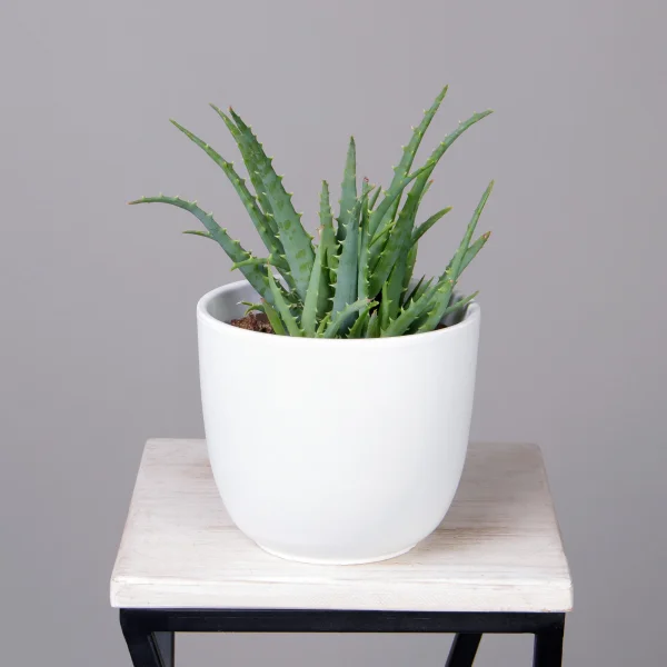 Алоэ Арборинцес_1