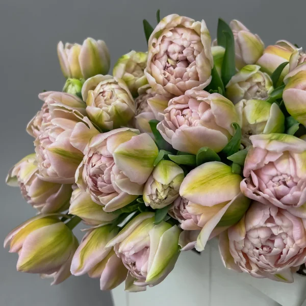 Тюльпан "Пинк Мистери"_3